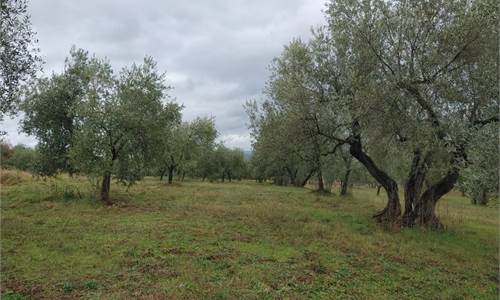 Agricultural Field for Sale in Castel Viscardo